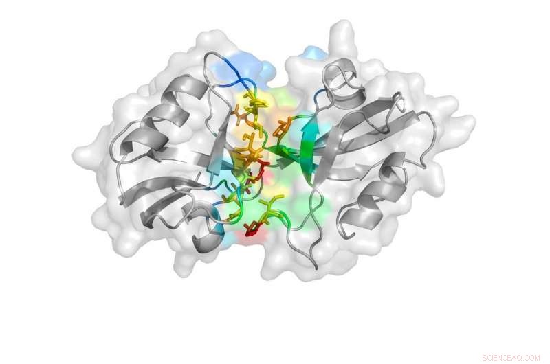 New Molecular Insights Offer Promising Stroke Therapy