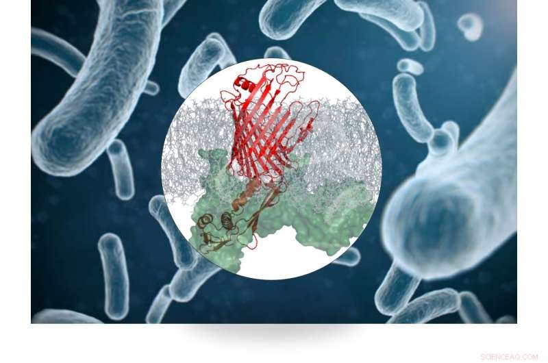New Protein Complex Target Revealed—Potential Breakthrough for Antibiotic Development