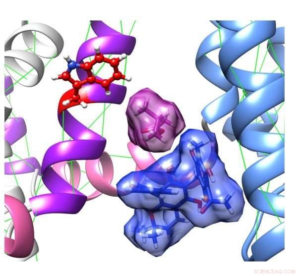 Unveiling the Molecular Secrets of Ancient Herbal Remedies: How Scientists Decode KCNQ2/3 Activation