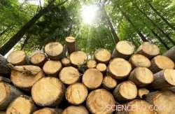 Revolutionizing Pulping: Sustainable Technologies for a Greener Future