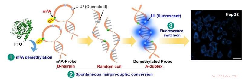 New Probe Enhances Early Detection of Metabolic Diseases