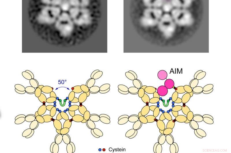 Revealing IgM’s Accurate Structure: Pentagon and Bean Analogy