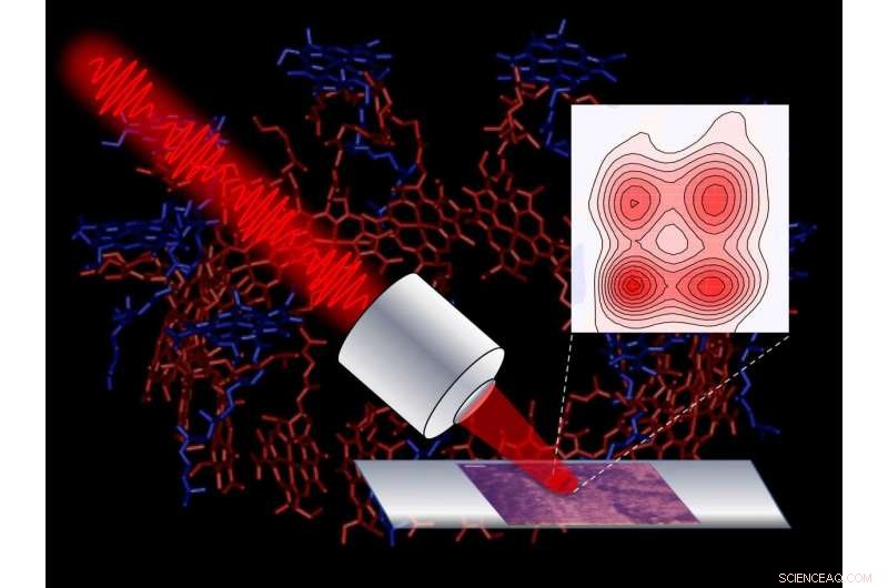 New Microscope Traces Light Energy Flow in Photosynthetic Cells