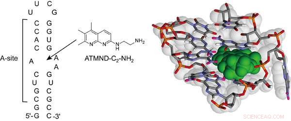 Discover the Most Potent Non-Aminoglycoside Ligand Targeting the Bacterial Ribosomal A‑Site