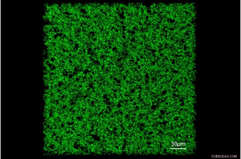 Innovative Biomaterials Using Frankenstein Proteins Accelerate Tissue Healing