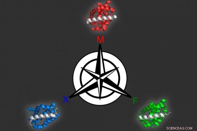 Advanced Computational Design of Protein Sequences for Targeted Drug Binding