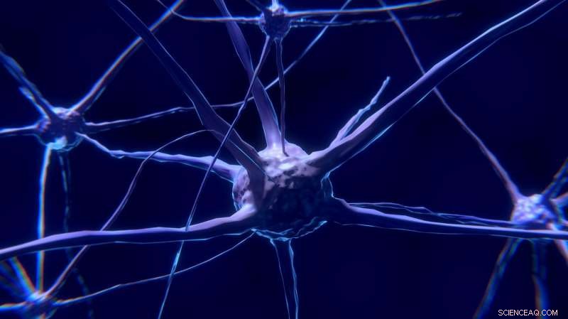 New Research Illuminates the Evolutionary Path of the Nervous System