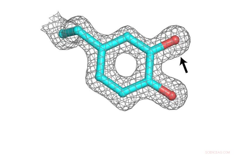 Bacterial Pathogens Employ Metal-Free Enzyme to Evade Immune Response During DNA Replication