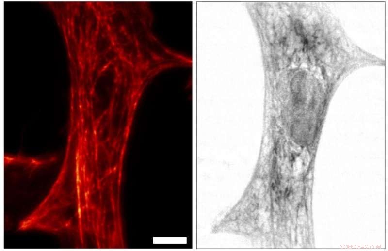 Integrated X‑ray and Fluorescence Microscopy Reveals Hidden Molecular Structures