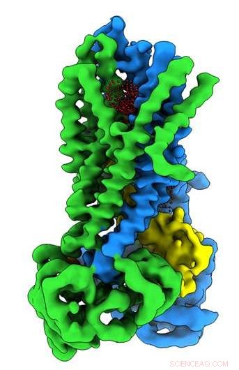 UNC & OHSU Scientists Unveil 3D Structure of Cystic Fibrosis Protein in Active and Inactive States
