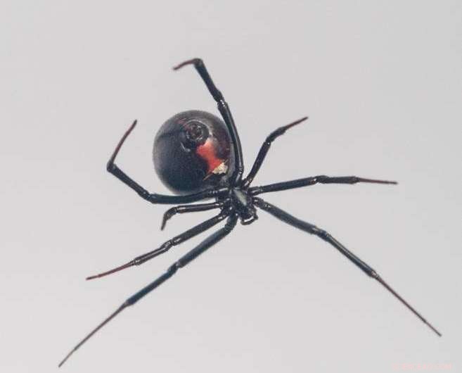 How Black Widow Spiders Produce Steel-Strength Silk: A Scientific Breakthrough