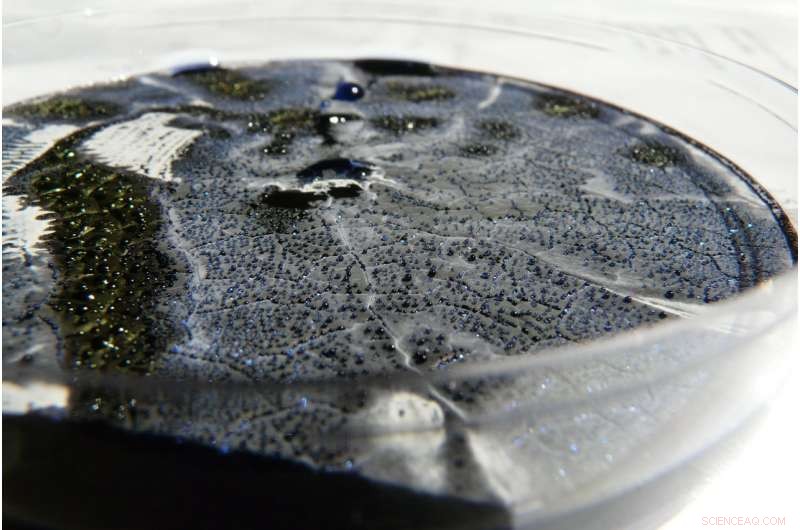 Scientists Activate Soil Bacteria DNA to Discover New Acidic Antibiotic