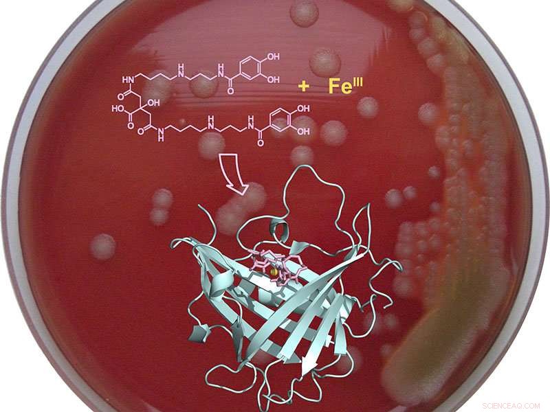 TUM Scientists Develop Breakthrough Technique to Block Anthrax Bacteria from Iron Uptake