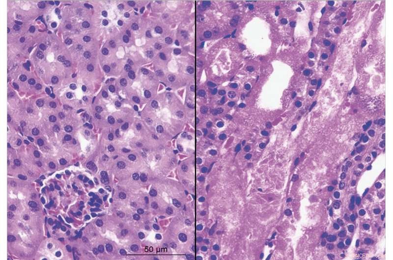 Boosting NAD+ Levels by Enzyme Inhibition: A Promising Anti-Aging Strategy