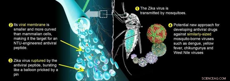 New Antiviral Peptide Targets Zika Virus’s Weakest Point