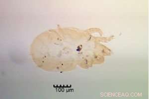 Mites Unlock Clues in Major Heists, Locating Stolen Goods