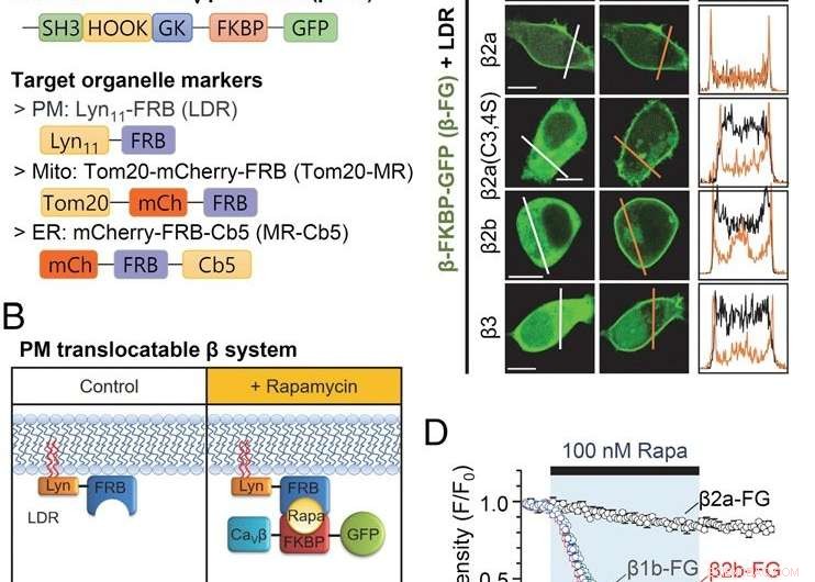Breakthrough Study Reveals How Calcium Channels Interact