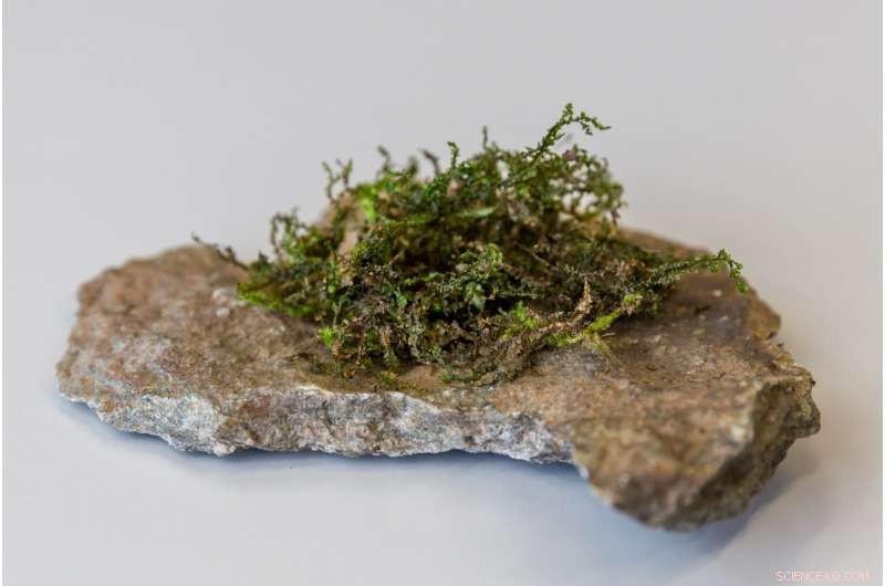 Liverwort Moss May Surpass Hemp in Medical Efficacy