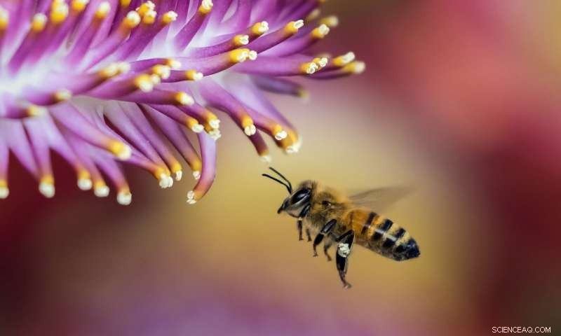 The Role of Royal Jelly in Honeybee Hierarchy: A Molecular Breakdown