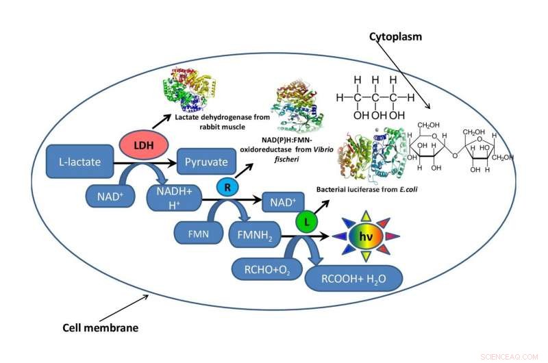Researchers Recreate Intracellular Conditions in Luminescent Bacteria to Reveal Cellular Mechanisms