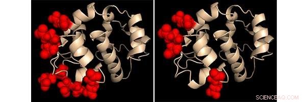 Scientists Uncover Protein Pair That Controls Cellular Calcium Signals