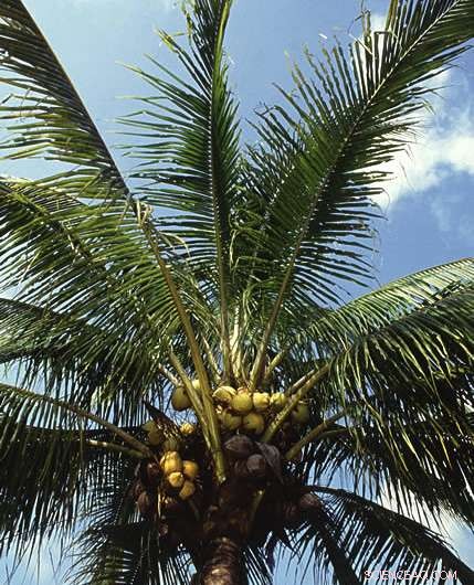 Coconut Oil‑Derived Compounds Outperform DEET in Repelling Blood‑Sucking Insects