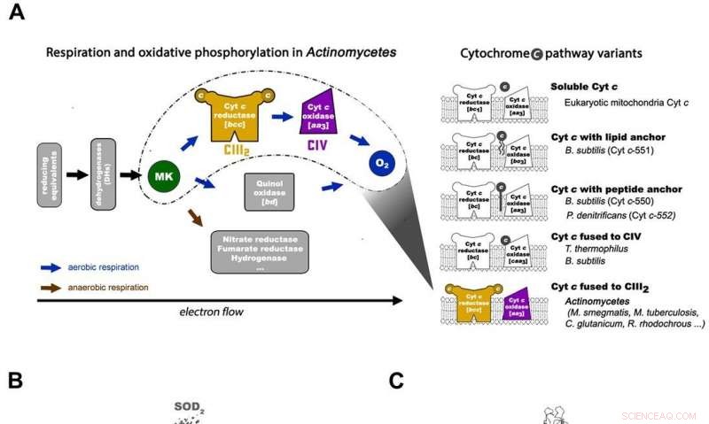 Unveiling the Bacterial Electron Transport Pathway