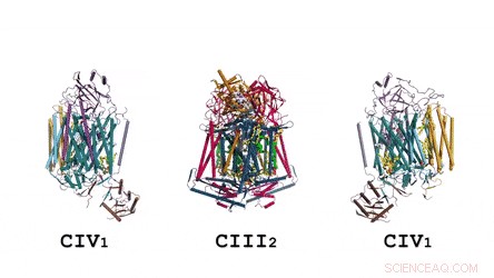 Unveiling the Bacterial Electron Transport Pathway