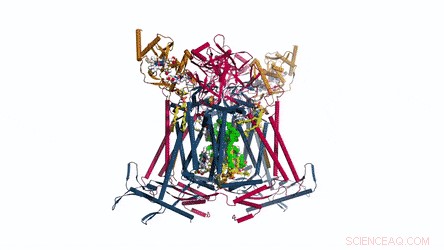 Unveiling the Bacterial Electron Transport Pathway