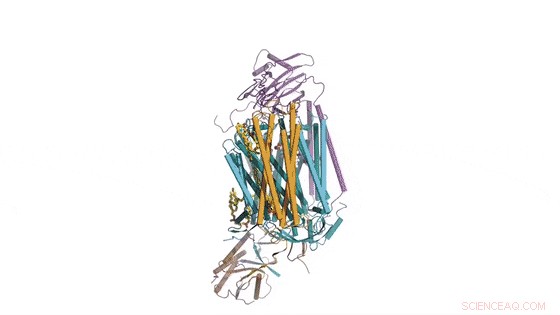 Unveiling the Bacterial Electron Transport Pathway