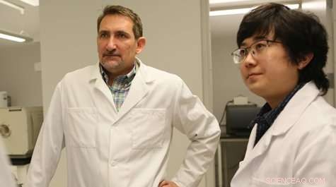 Spider Silk Unveiled as Ribbon‑Like Cable: Insights from Brown Recluse Web Study