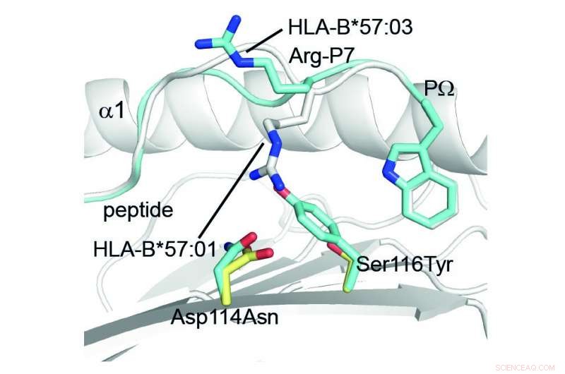 Scientists Reveal How Tiny Peptide Tweaks Alter Immune Responses