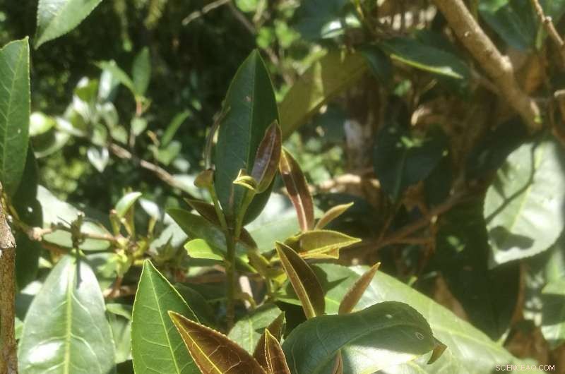 Naturally Low‑Caffeine Tea Plant Offers a Calm, Refreshing Brew