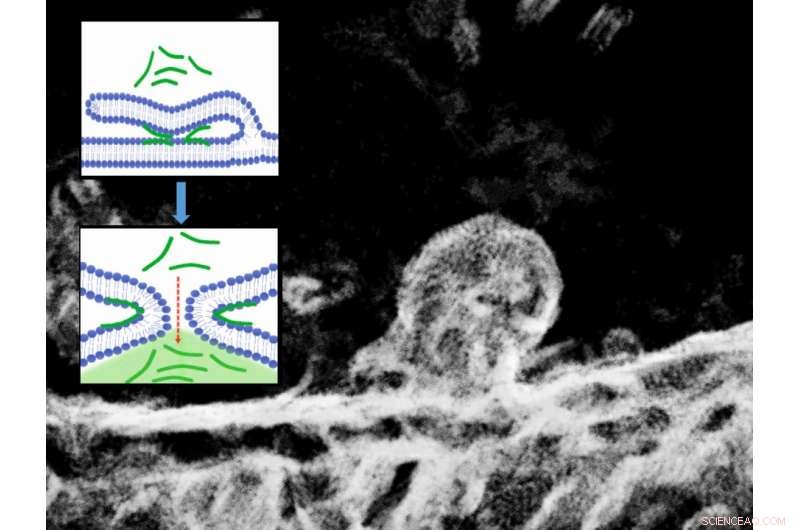 Peptide Cellular Uptake: Mechanisms and Insights