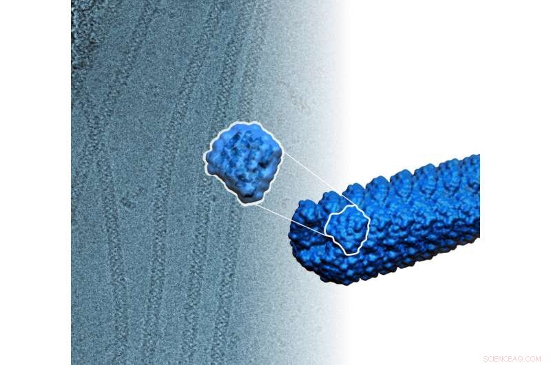 From Concept to Reality: Engineers Craft Self‑Assembling Protein Filaments