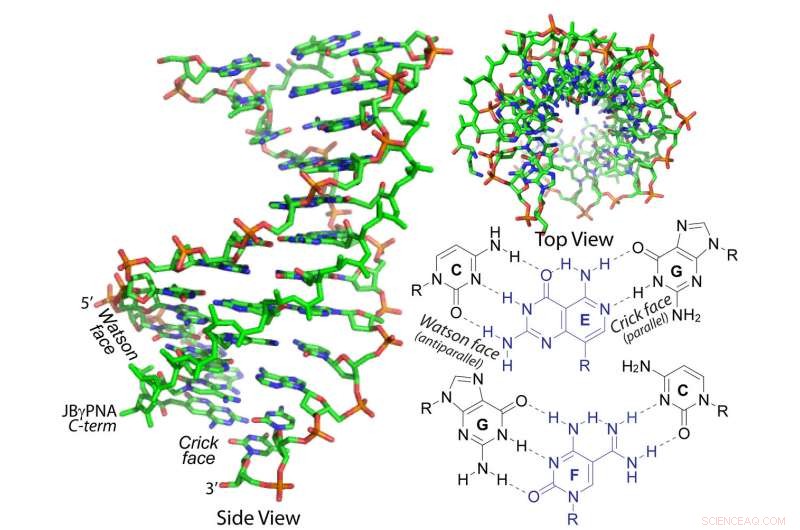 New Synthetic Molecule Penetrates Double-Stranded DNA: Breakthrough in Genetic Engineering