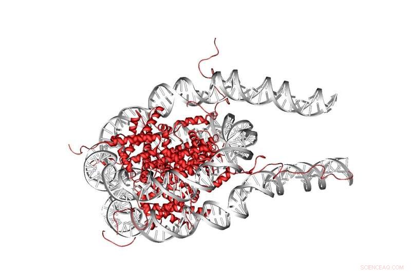 DNA Bending Requires Less Energy Than Previously Thought