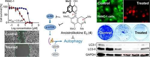 Rainforest Vine Extract Starves Pancreatic Cancer Cells, Promising New Treatment