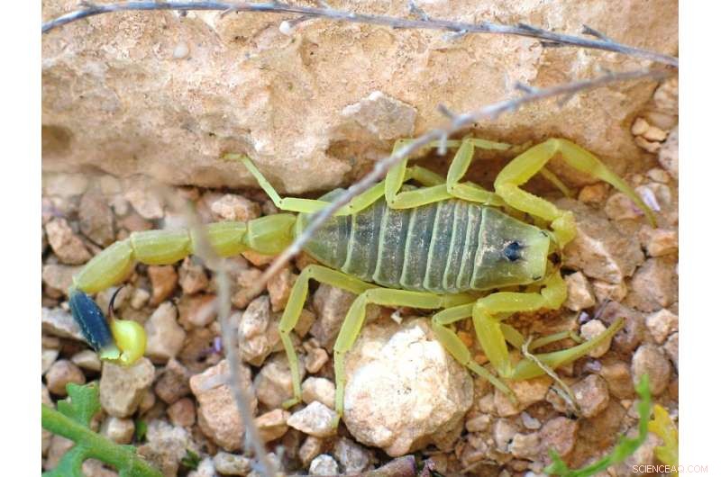Scorpion Venom Peptides as a Novel Brain Drug Delivery System