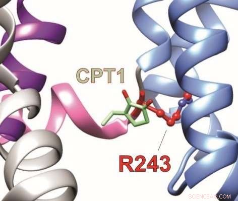 Scientists Decode the Molecular Pathways of an African Traditional Remedy