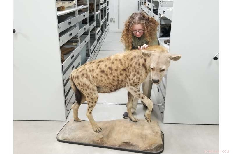 X-ray Analysis Reveals Stress-Induced Bone Changes in Ice Age Hyenas