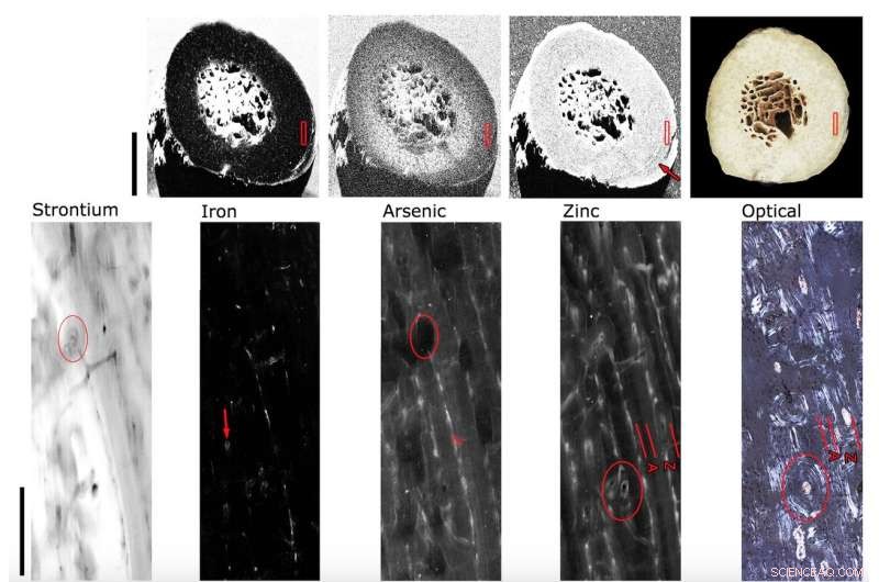 X-ray Analysis Reveals Stress-Induced Bone Changes in Ice Age Hyenas