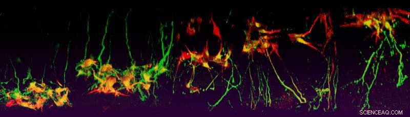 Revolutionary 3‑D Microarrayed Neuronal Culture Platform Developed