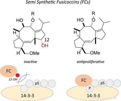 Modified Plant-Derived Toxin Shows Potent Anti‑Tumor Activity