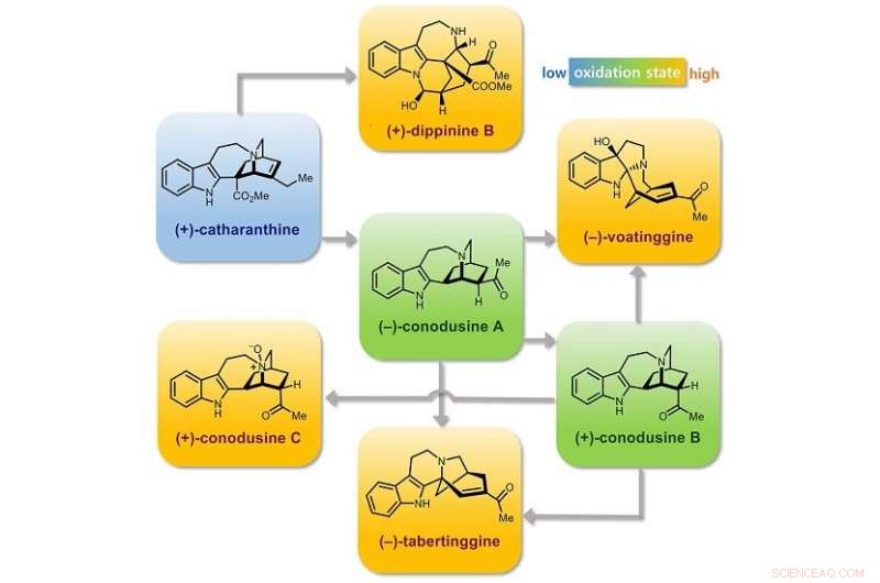 Innovative Route to Convert Commercial Catharanthine into Novel Post‑Iboga Alkaloids