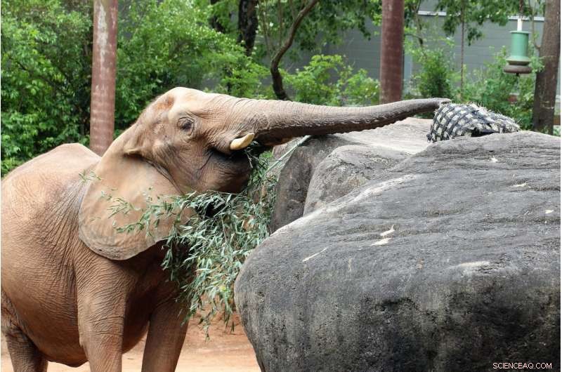 Discover the New Smelling Superstar: Elephant Trunk Outsmarts Rover