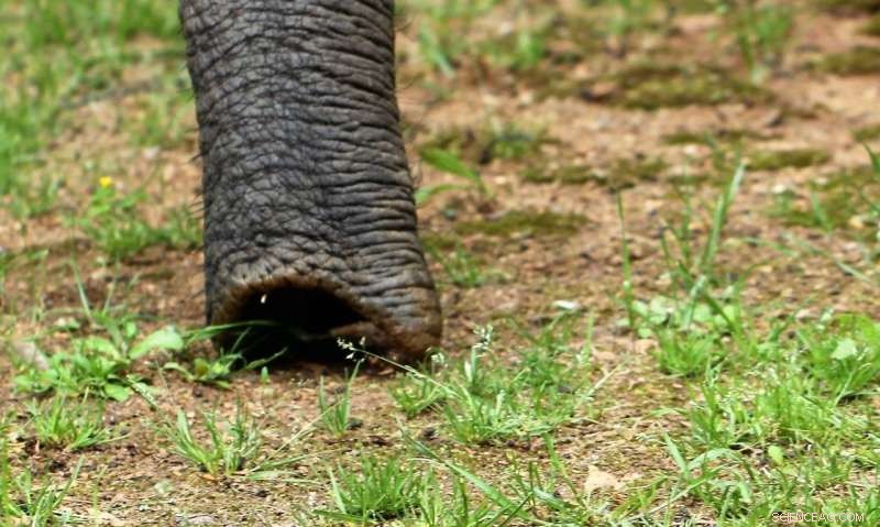 Discover the New Smelling Superstar: Elephant Trunk Outsmarts Rover