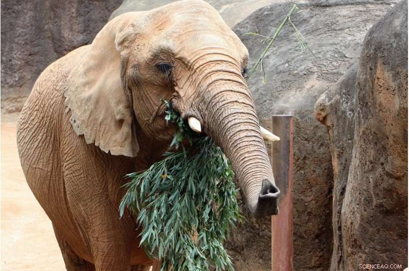 Discover the New Smelling Superstar: Elephant Trunk Outsmarts Rover