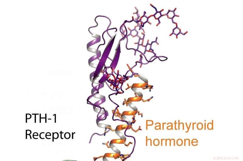 Unlocking New Osteoporosis Treatments: Insights from Receptor Structure