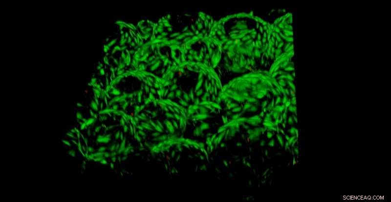 Revolutionary Low‑Cost Hydrogel Accelerates Wound Healing